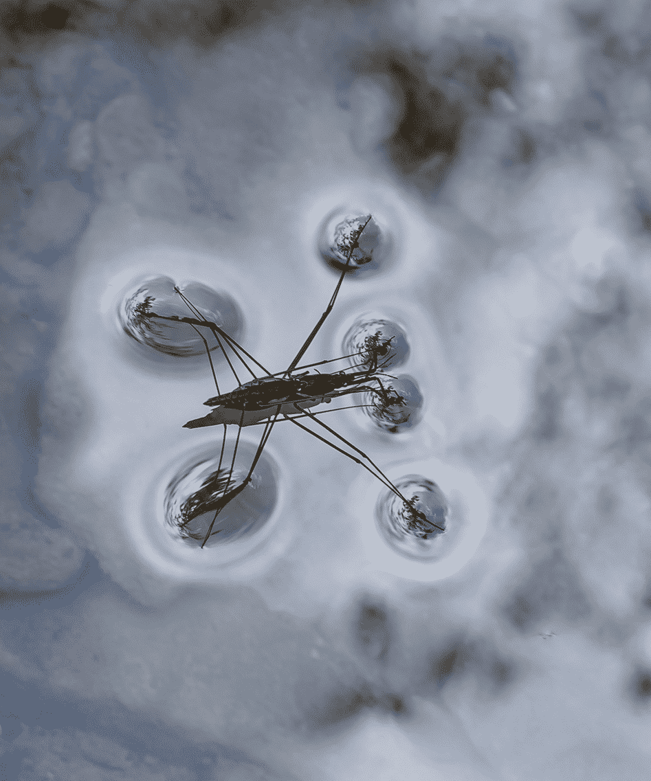 Water Strider On The Surface 8422394